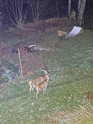 two gazelles running in a field at night at Petite Floria in Les Houches