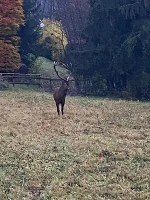 a deer with long horns standing in a field at Petite Floria in Les Houches
