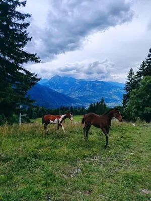 two horses standing in a field with mountains in the background at La Tanière des Cimes, sauna privé in Passy