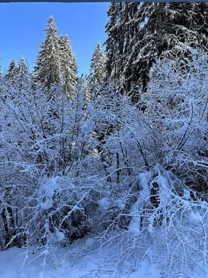 a group of trees covered in snow at Appartement cosy proche du centre de Megève in Megève
