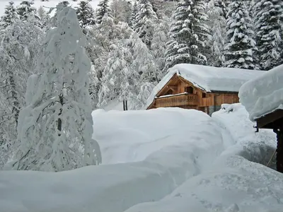a snow covered tree in front of a cabin at Marmotte Mountain Retreat in Chamonix-Mont-Blanc