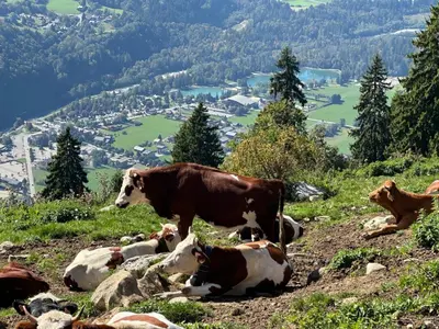a group of cows laying down on a mountain at Demi-chalet meublé de tourisme 4 étoiles in Samoëns