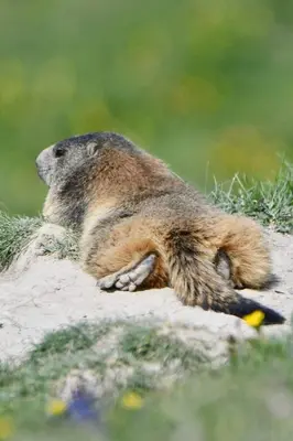 a animal laying on a rock in the grass at La Tanière des Cimes Sauna privé in Passy