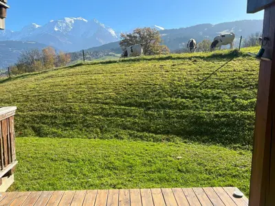 a group of cows grazing on a grassy hill at Terrasse du MtBlanc in Combloux