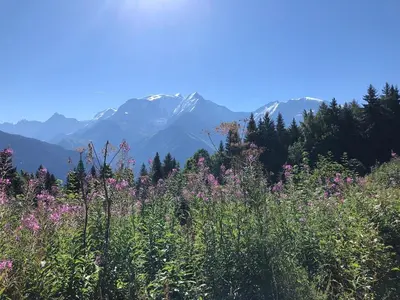 a field of flowers with mountains in the background at Full nature, 4 people, Saint-Gervais, Chamonix in Saint-Gervais-les-Bains