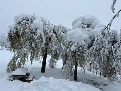 a tree covered in snow next to two trees at Chalet Du Goûter Room Bionnassay, Les Houches in Les Houches