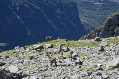 a group of gazelles on a rocky mountain at Résidence Les Chardons Argentés in Samoëns