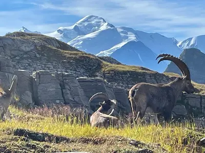 a group of animals standing in a field with mountains at Résidence Les Chardons Argentés in Samoëns