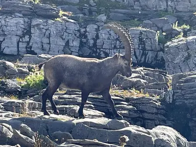 a ram with long horns walking on rocks at Résidence Les Chardons Argentés in Samoëns