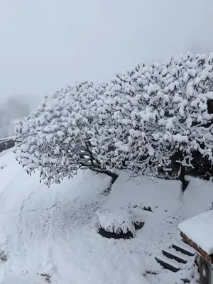 a tree covered in snow in a snow storm at Chantemerle 1741, chambres d'hôtes à la montagne in Sallanches