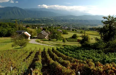 a view of a vineyard with mountains in the background at La Croix de Savoie & Spa in Les Carroz d'Araches