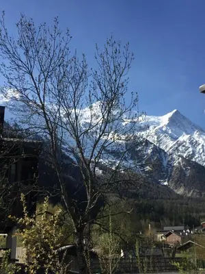 a snow covered mountain with a tree in the foreground at Grand Paradis in Chamonix-Mont-Blanc