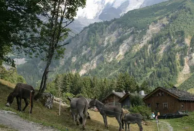 a group of cows standing on the side of a mountain at Les Jardins Alpins - Apartment in Saint-Gervais-les-Bains