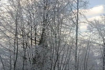 a group of trees covered in snow at résidence Le Platé in Les Carroz d'Araches