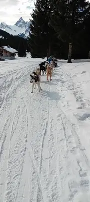 a group of dogs walking in the snow at résidence Le Platé in Les Carroz d'Araches