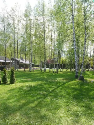 a field of green grass with trees in it at Chalet Champraz - Free Parking in Chamonix-Mont-Blanc