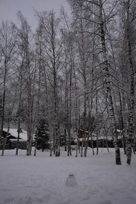 a dog sitting in the snow next to trees at Chalet Champraz - Free Parking in Chamonix-Mont-Blanc