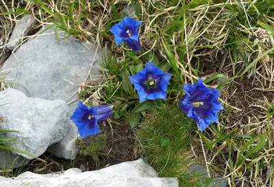 a group of blue flowers in the grass at BelleVue centre, wifi, mountain view in Les Carroz d'Araches