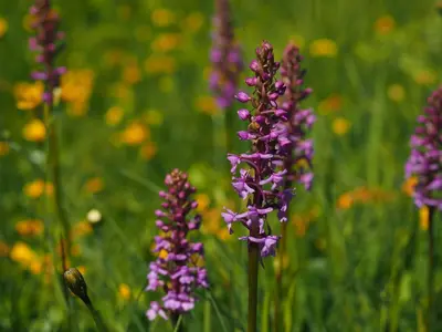 a bunch of purple flowers in a field at BelleVue centre, wifi, mountain view in Les Carroz d'Araches