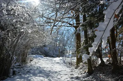 a snow covered path through a forest with trees at Gîte Montvauthier in Les Houches