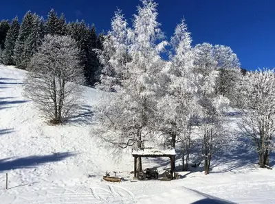 a snow covered forest with a tree and a bench at Le Refuge in Cordon