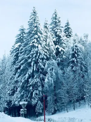 a group of trees covered in snow at Art Studio in Chamonix-Mont-Blanc