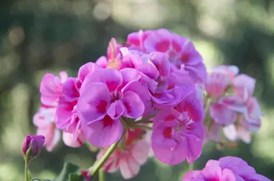 a bunch of pink flowers in a garden at Chamois in Chamonix-Mont-Blanc