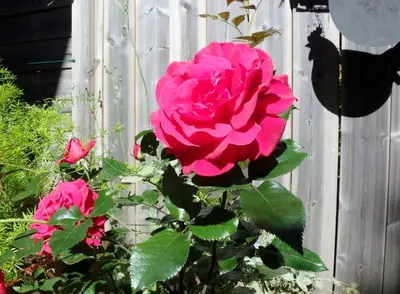 a pink rose in front of a fence at Le Chalet de l'Ours Blanc in Chamonix-Mont-Blanc