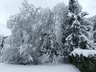 a group of trees covered in snow at Le Carlton in Chamonix-Mont-Blanc