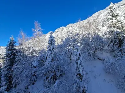 a group of trees covered in snow in front of a mountain at Studio spacieux pour 4 personnes, proche des pistes - FR-1-425-74 in Flaine