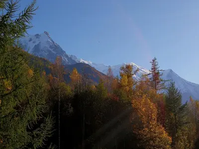 a forest of trees with a mountain in the background at La Cabane in Chamonix-Mont-Blanc