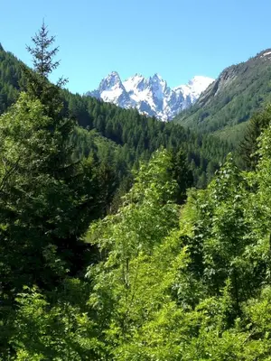 a forest of trees with snow capped mountains in the background at The Guest House in Vallorcine