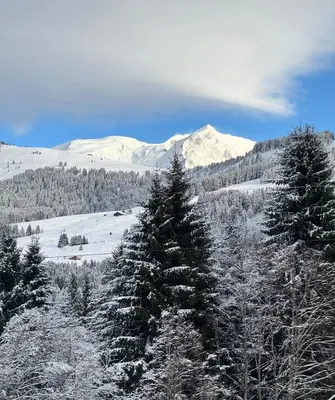 a group of pine trees covered in snow at Appartement Hameau des Pistes - Ski-in and Ski-out in Megève