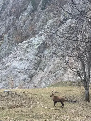 a ram standing in a field in front of a mountain at Hotel des Lacs in Chamonix-Mont-Blanc