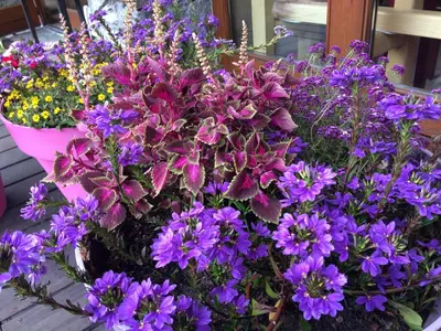 a bunch of purple flowers in a pot at Oustalet in Chamonix-Mont-Blanc