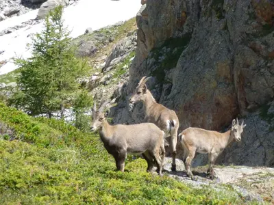 a group of goats standing on the side of a mountain at Appartement Capucine in Chamonix-Mont-Blanc