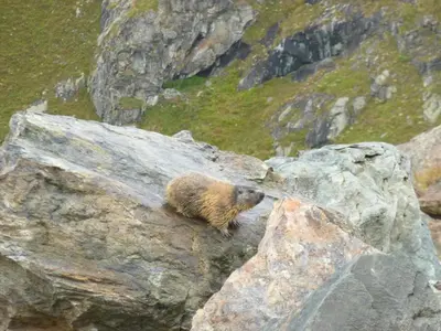 a brown bear standing on a large rock at Appartement Capucine in Chamonix-Mont-Blanc
