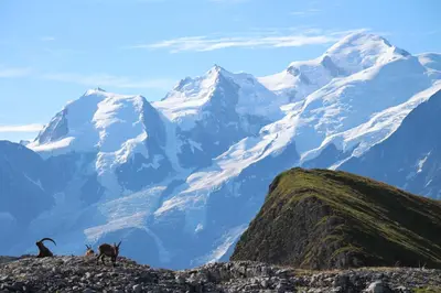 a group of animals standing on top of a mountain at Flaine prime ski in, ski out Apartment in Flaine