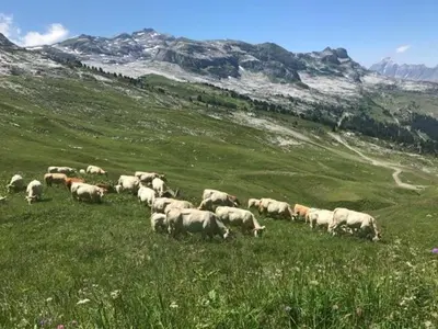 a herd of sheep grazing in a field of grass at Flaine prime ski in, ski out Apartment in Flaine
