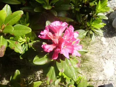 a pink flower on a bush with green leaves at Studio Les Drus / Studio du Brévent in Chamonix-Mont-Blanc