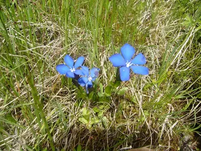 two blue flowers in a field of grass at Studio Les Drus / Studio du Brévent in Chamonix-Mont-Blanc
