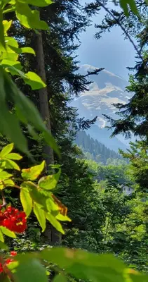 a view of a mountain through the leaves of trees at L'Ècrin Alpin in Saint-Gervais-les-Bains