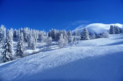 a snow covered hill with trees in the background at Chalet Hôtel du Bois in Les Houches