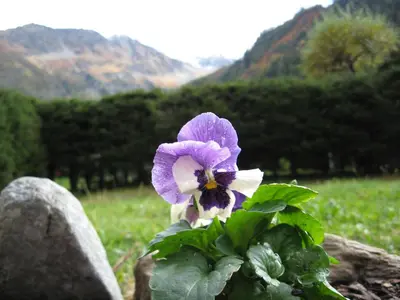 a purple and white flower sitting on top of a rock at Chalets Pyrene Mont-Blanc in Chamonix-Mont-Blanc