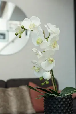 a vase filled with white flowers in a room at Apartment Midi Loft - A Central Chamonix Mountain Haven in Chamonix-Mont-Blanc