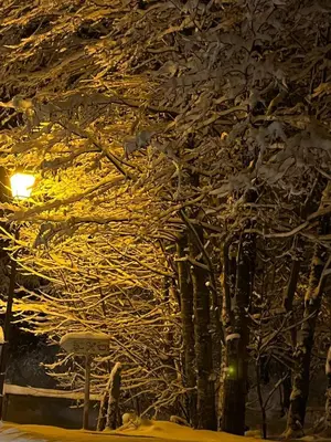 a tree covered in snow next to a street light at les Cimes d'Or Mont blanc in Les Contamines-Montjoie