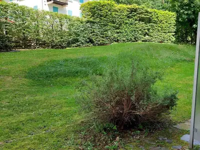 a patch of tall grass in a yard at Studio rénové 16m2, terrasse, animaux admis, parking, près télécabine Brévent - FR-1-517-3 in Chamonix-Mont-Blanc