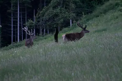 two deer standing in a field of tall grass at Face Mont-Blanc in Passy