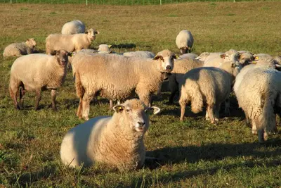 a herd of sheep standing in a field at Face Mont-Blanc in Passy