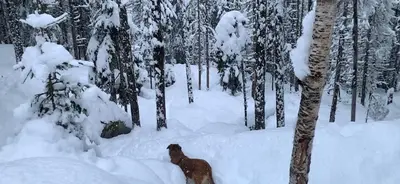 a dog standing in the snow in a forest at Apartment Chinook,La Praz,Chamonix Mont Blanc in Chamonix-Mont-Blanc